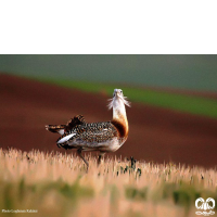 گونه میش مرغ Great Bustard